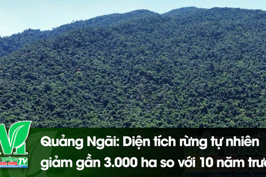 [VIDEO] Quảng Ngãi: Diện tích rừng tự nhiên giảm gần 3.000 ha so với 10 năm trước