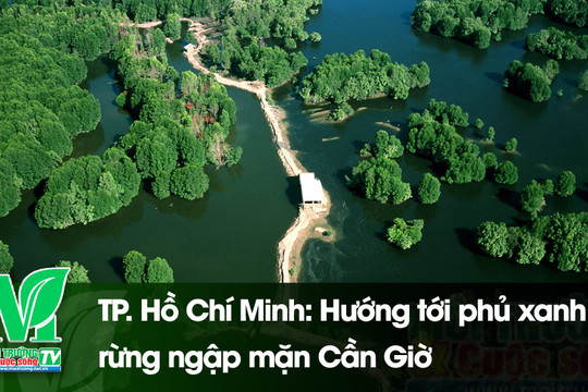 [VIDEO] TP. Hồ Chí Minh: Hướng tới phủ xanh rừng ngập mặn Cần Giờ