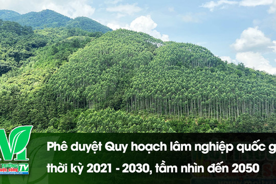 [VIDEO] Phê duyệt Quy hoạch lâm nghiệp quốc gia thời kỳ 2021 - 2030, tầm nhìn đến 2050