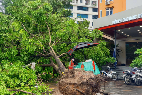 Hà Nội: Hàng loạt cây xanh bật gốc, gãy đổ sau mưa bão