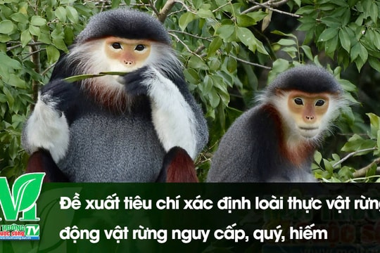 [VIDEO] Đề xuất tiêu chí xác định loài thực vật rừng, động vật rừng nguy cấp, quý, hiếm