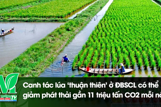 [VIDEO] Canh tác lúa ‘thuận thiên’ ở ĐBSCL có thể giảm phát thải gần 11 triệu tấn CO2 mỗi năm