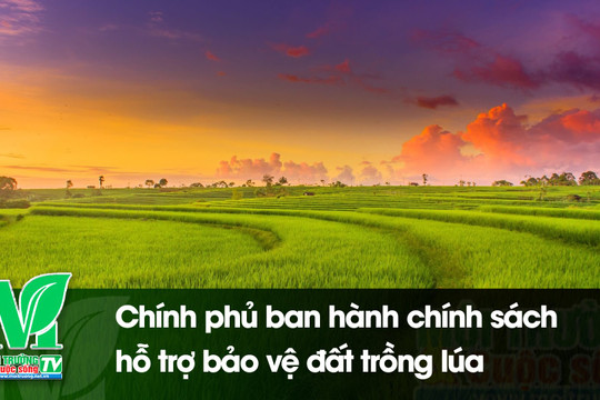 [VIDEO] Chính phủ ban hành chính sách hỗ trợ bảo vệ đất trồng lúa