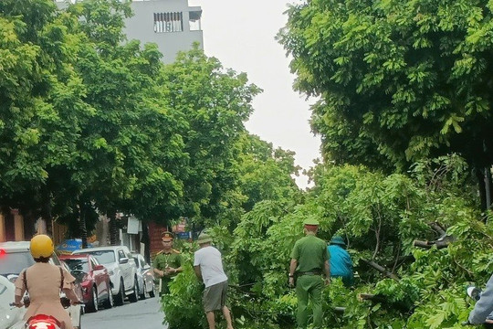 Đà Nẵng hỗ trợ Hà Nội và Hải Phòng cắt, tỉa cây xanh, dọn dẹp đường phố