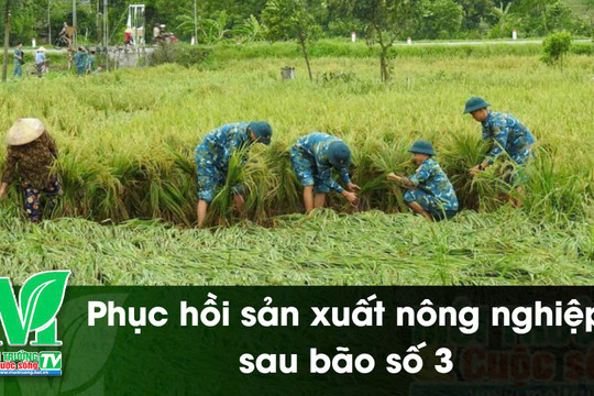 [VIDEO] Phục hồi sản xuất nông nghiệp sau bão số 3