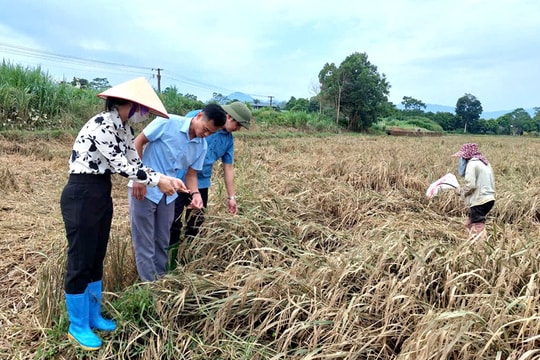 Phú Thọ khôi phục sản xuất nông nghiệp sau mưa, lũ