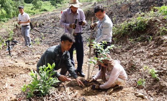 Đà Nẵng triển khai trồng 20.000 cây xanh tại rừng Hòa Phú