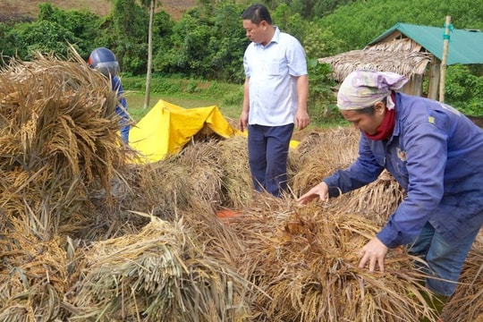 Nhiều ha lúa ở Nghệ An tan hoang sau lũ, nông dân thiệt hại hàng tỷ đồng