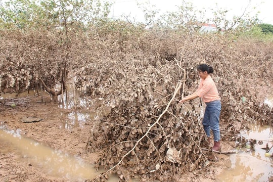 Thủ phủ vải thiều Bắc Giang vàng cháy, nhiều cây ăn quả chết khô sau bão