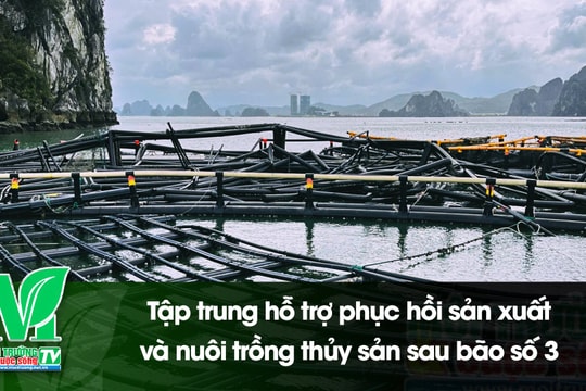 [VIDEO] Tập trung hỗ trợ phục hồi sản xuất và nuôi trồng thủy sản sau bão số 3