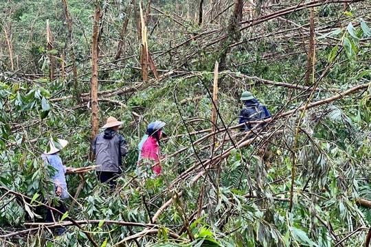 Quảng Ninh phát động “chiến dịch 30 ngày đêm” thu dọn, vệ sinh rừng sau bão số 3