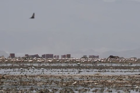 Bolivia phát động phong trào thu gom rác để bảo vệ chim hồng hạc