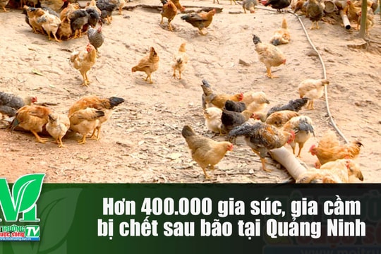 [VIDEO] Hơn 400 000 gia súc, gia cầm bị chết sau bão tại Quảng Ninh