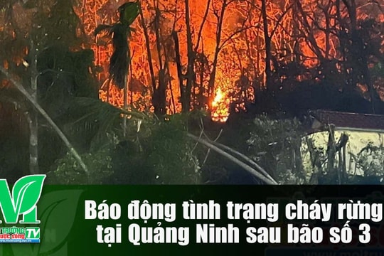 [VIDEO] Báo động tình trạng cháy rừng tại Quảng Ninh sau bão số 3