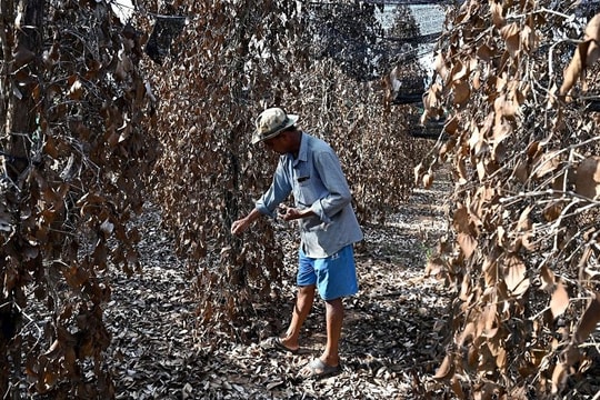 Campuchia nguy cơ mất đến 10% GDP do biến đổi khí hậu ngày càng nghiêm trọng