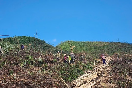 Quảng Ninh: Triển khai đồng bộ phương án tái thiết rừng bị thiệt hại sau bão số 3