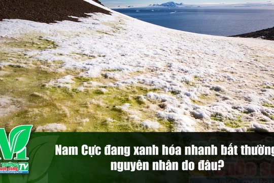 [VIDEO] Nam Cực đang "xanh hóa" nhanh bất thường, nguyên nhân do đâu?