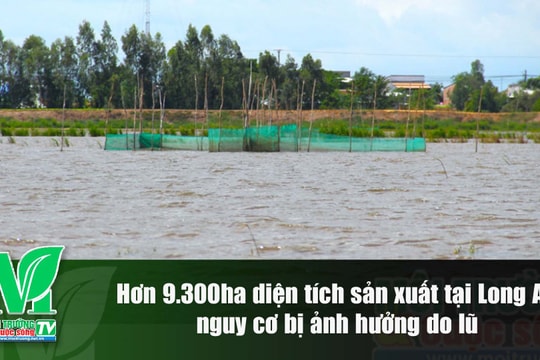 [VIDEO] Hơn 9.300ha diện tích sản xuất tại Long An nguy cơ bị ảnh hưởng do lũ