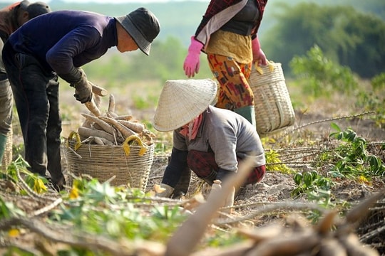 Các giải pháp canh tác khoai mì bền vững có thể giảm lượng lớn phát thải ngành nông nghiệp