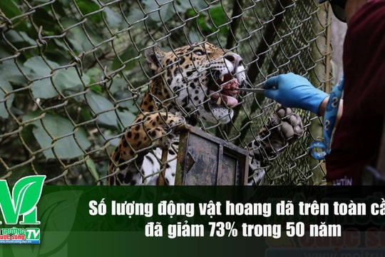 [VIDEO] Trong vòng 50 năm, số lượng động vật hoang dã trên toàn cầu đã giảm 73%