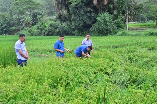 Thủ tướng chỉ đạo nhanh chóng khôi phục sản xuất nông nghiệp sau bão số 3