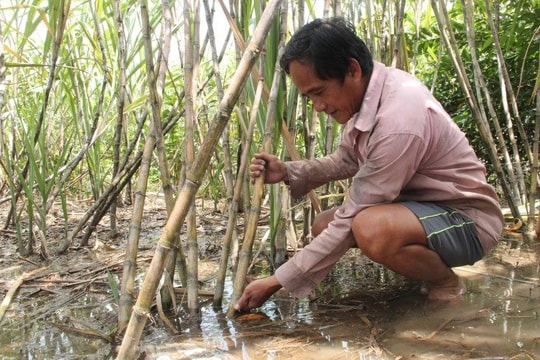 Hậu Giang: Triều cường gây ngập lụt hơn 120ha cây trồng