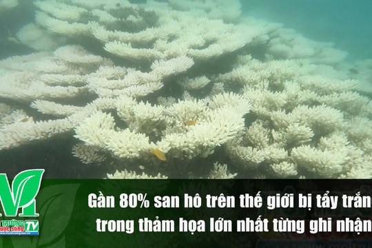 [VIDEO] Gần 80% san hô trên thế giới bị tẩy trắng trong thảm họa lớn nhất từng ghi nhận