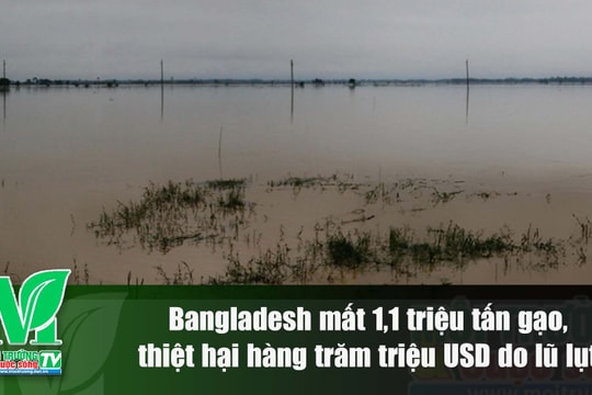 [VIDEO] Lũ lụt khiến Bangladesh mất 1,1 triệu tấn gạo, thiệt hại hàng trăm triệu USD