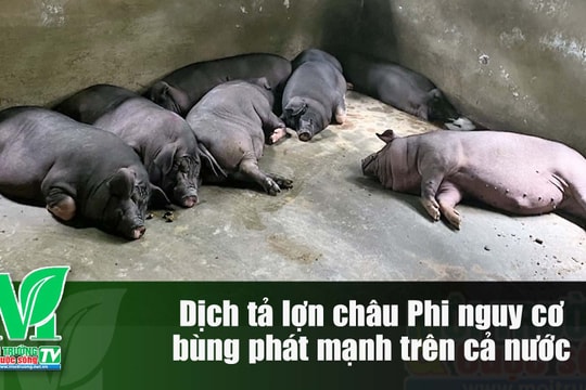 [VIDEO] Dịch tả lợn châu Phi nguy cơ bùng phát mạnh trên cả nước