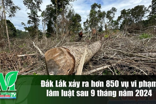 [VIDEO] Đắk Lắk xảy ra hơn 850 vụ vi phạm lâm luật sau 9 tháng năm 2024