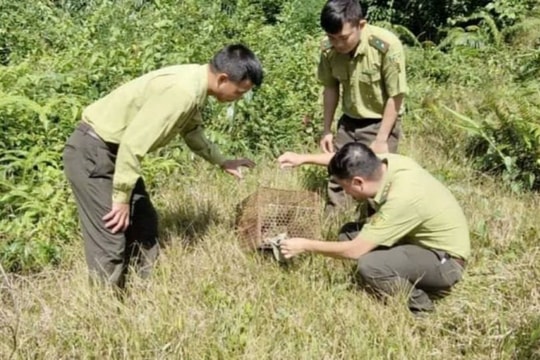 Nghệ An: Thả cá thể Cầy Vòi hương về tự nhiên