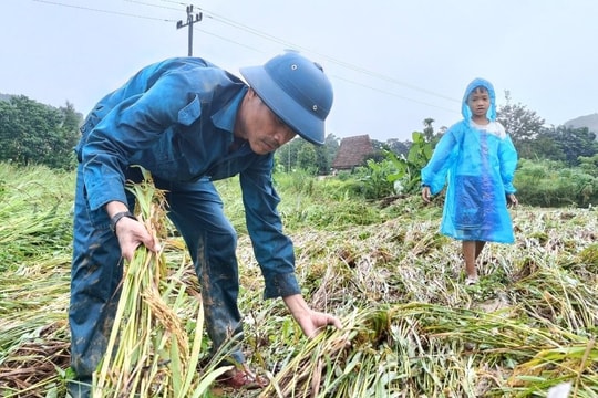 Quảng Nam: Hơn 12ha lúa ở huyện Đông Giang bị hư hại do mưa lũ