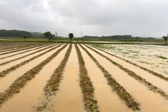 Hà Tĩnh ban hành công điện ứng phó với mưa lớn dài ngày trên diện rộng