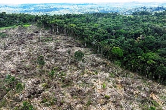 Từ đầu năm tới nay, nạn phá rừng tại Brazil đã giảm hơn 30%