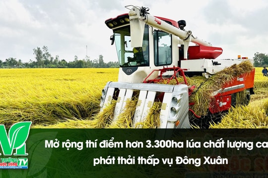 [VIDEO] Mở rộng thí điểm hơn 3.300ha lúa chất lượng cao, phát thải thấp vụ Đông Xuân