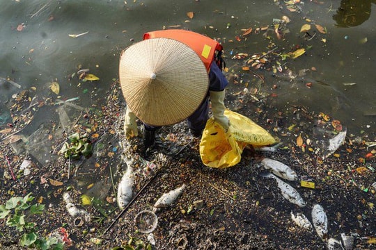 Đề xuất đánh tỉa cá nguy hại để khắc phục tình trạng cá chết tại hồ Tây