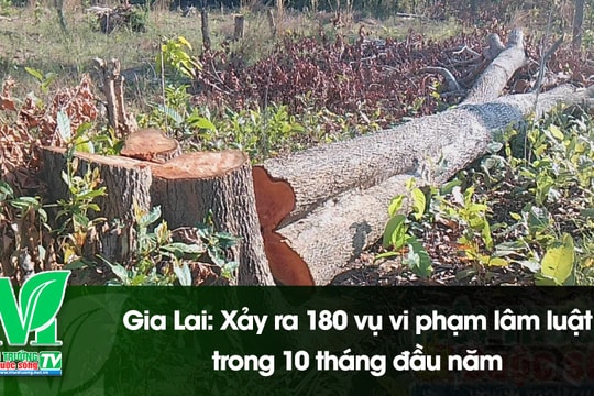 [VIDEO] Gia Lai: Xảy ra 180 vụ vi phạm lâm luật trong 10 tháng đầu năm