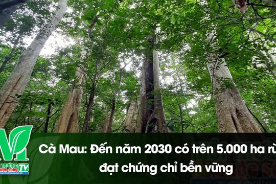 [VIDEO] Cà Mau: Đến năm 2030 có trên 5.000 ha rừng đạt chứng chỉ bền vững