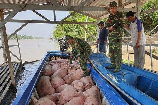 Ngăn chặn buôn lậu, vận chuyển trái phép lợn qua biên giới