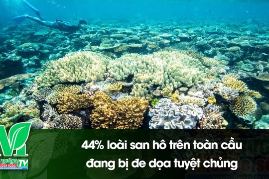 [VIDEO] 44% loài san hô trên toàn cầu đang bị đe dọa tuyệt chủng