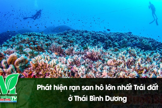 [VIDEO] Phát hiện rạn san hô lớn nhất Trái đất ở Thái Bình Dương