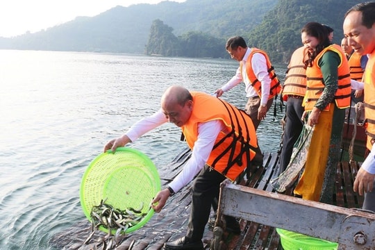 Tái tạo môi trường thủy sản, Hòa Bình thả gần 300 triệu đồng tiền cá giống xuống lòng hồ thủy điện