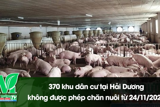 [VIDEO] 370 khu dân cư tại Hải Dương không được phép chăn nuôi từ 24/11/2024