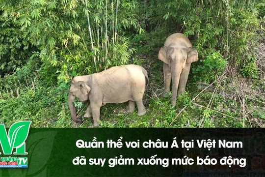 [VIDEO] Quần thể voi châu Á tại Việt Nam đã suy giảm xuống mức báo động