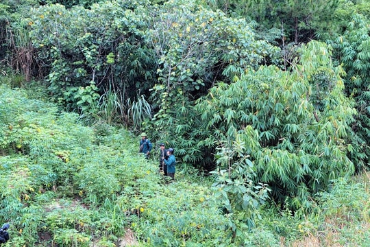 Kon Tum: Phát hiện hơn 11ha rừng trồng tại huyện Đăk Glei bị mất