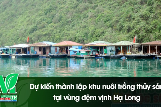 [VIDEO] Dự kiến thành lập khu nuôi trồng thủy sản tại vùng đệm vịnh Hạ Long