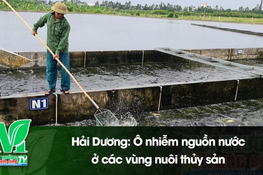 [VIDEO] Hải Dương: Ô nhiễm nguồn nước ở các vùng nuôi thủy sản