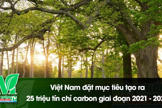 [VIDEO] Việt Nam đặt mục tiêu tạo ra 25 triệu tín chỉ carbon giai đoạn 2021 - 2025