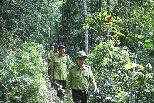 Quảng Ngãi tăng cường kiểm soát và bảo vệ rừng dịp Tết Nguyên đán 2025