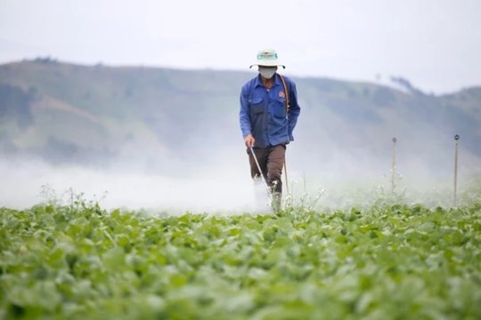 Gần 624 nghìn tấn nilon, bao bì thuốc thực vật thải ra môi trường trong quá trình trồng trọt